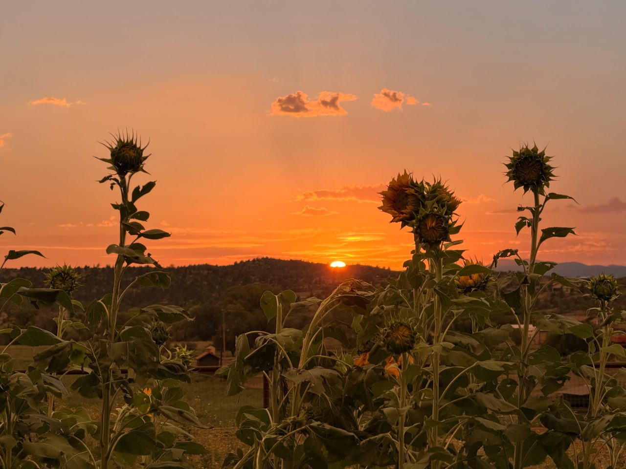 Sunflowers silhouetted against a glowing orange sunset over distant hills